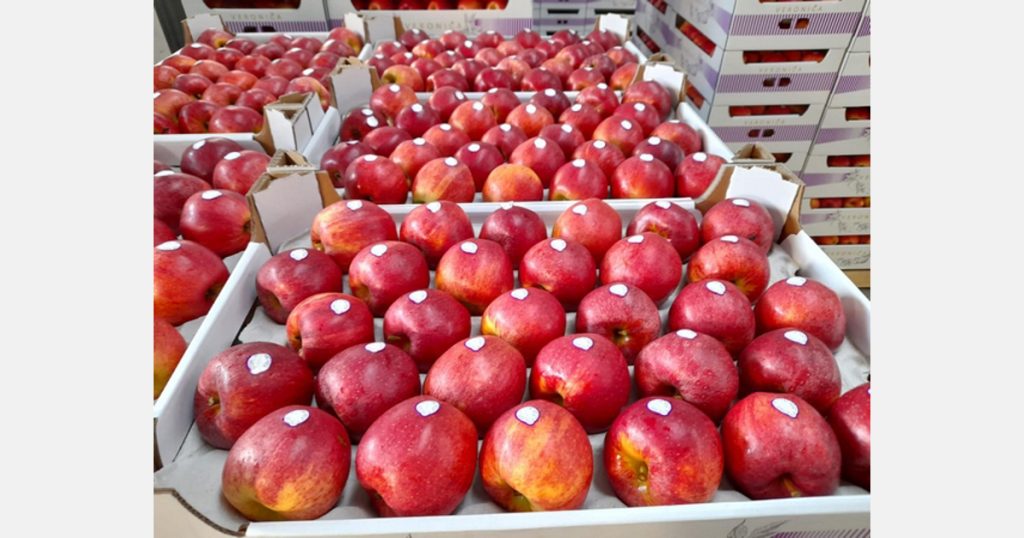 „Polskie jabłka są w tej chwili najtańsze w Europie”