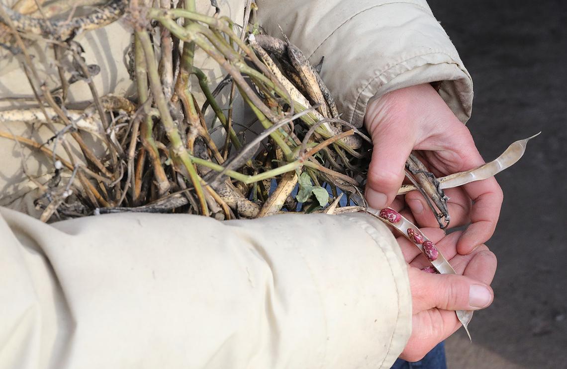 Brett Johnson zbiera wczesną fasolę królewską ze strąków w stodole w poniedziałek po południu, 29 listopada 2021 roku, na swojej farmie niedaleko Moose Lake.  Jed Carlson / Superior Telegram