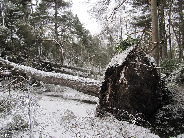 National Trust udostępnił zdjęcie drzewa, które spadło w Cragside w Northumberland w listopadzie ubiegłego roku