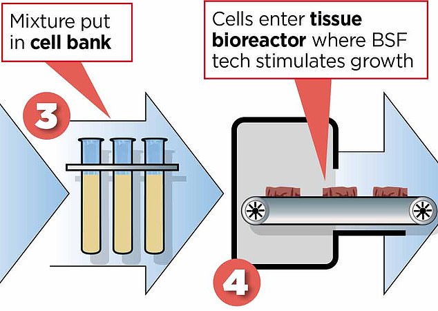 Powstałą mieszaninę umieszcza się w banku komórek, a następnie w rosnącym bioreaktorze 