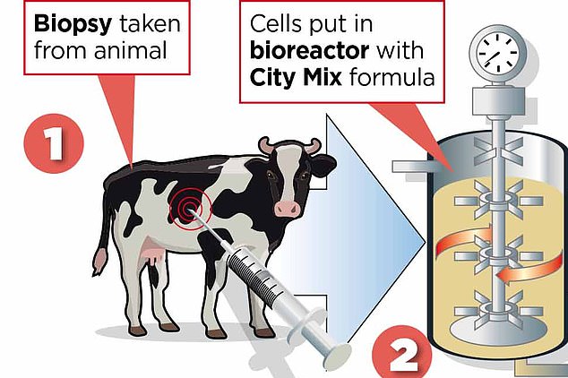 Naukowcy pobierają komórki od krowy i wlewają wyekstrahowane z nich DNA do specjalnego płynu